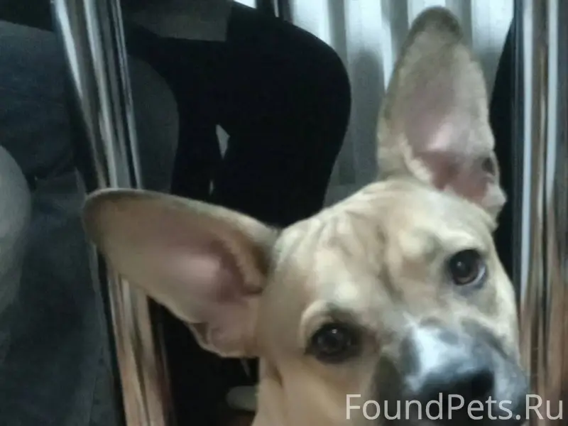 Люди нашли в лесу,за топлайном...