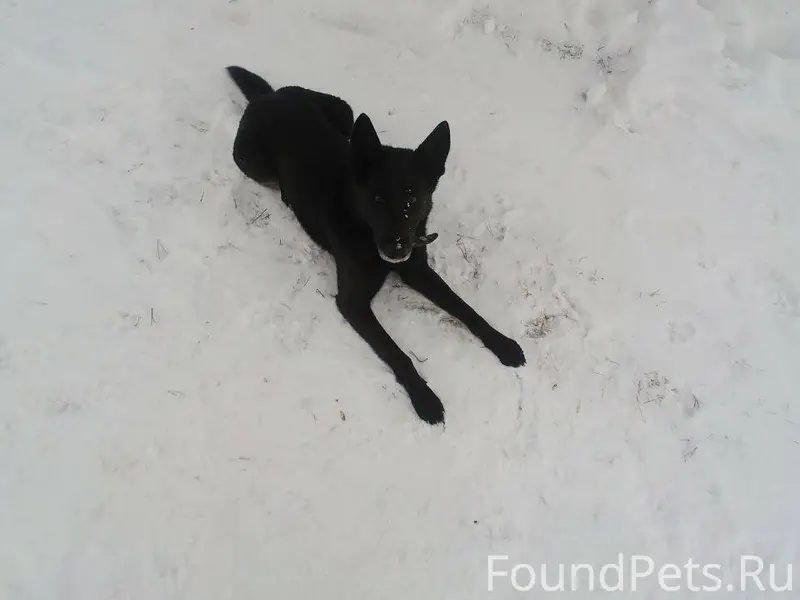 Хозяин найдись! Раннее выклады...