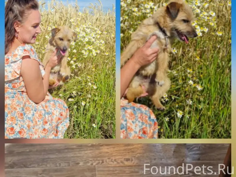 Потерялась собака девочка Жуля...