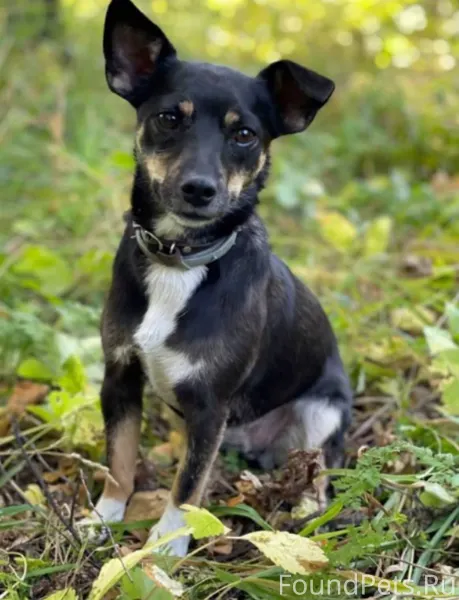 Огромная просьба сделать репос...