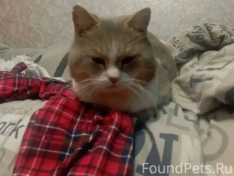 Пропал кот по кличке "Хомяк" В...