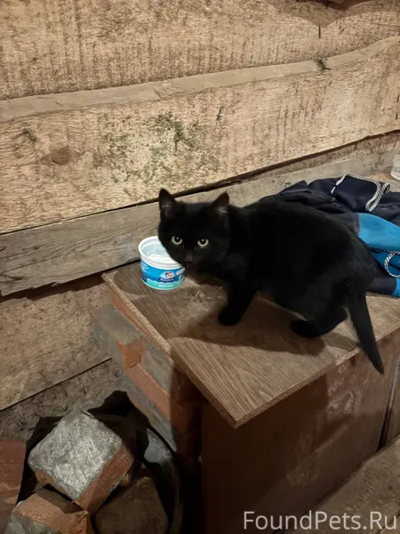 В предновогодние морозы в подъ...