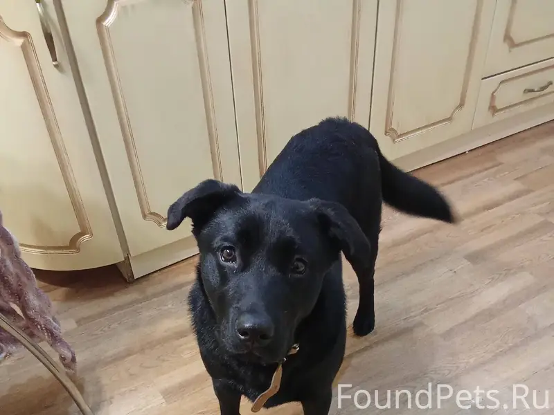 Пропал пёс по кличке Арчи. Вче...