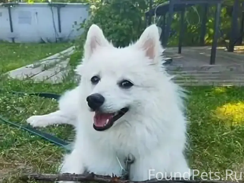 Потерялась собака 3 января в 1...