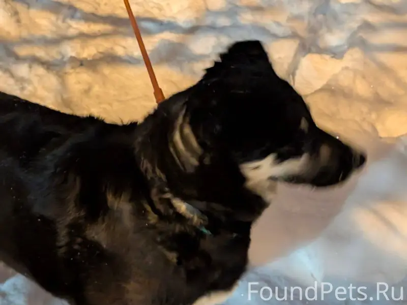 Добрый день. Найдена домашняя ...