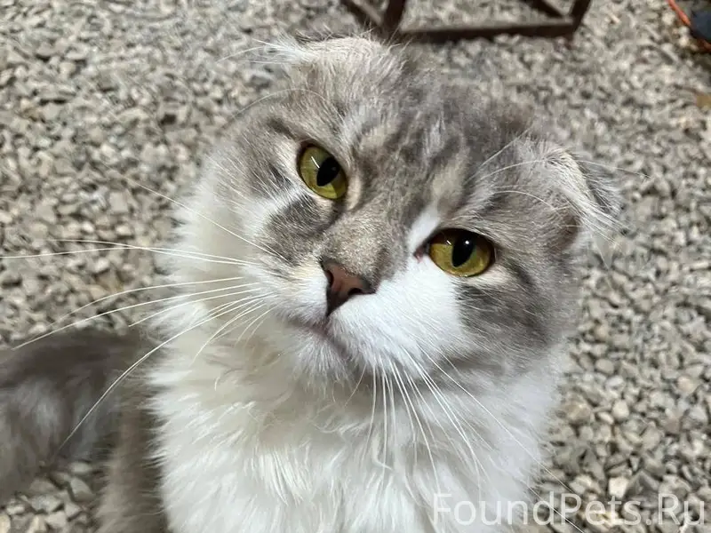 Пропал кот 02.01.2026 г...