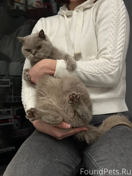 ❗❗❗Найден кот❗❗❗ Найден на ул....