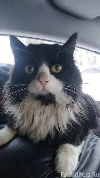 Найден кот, возможно у кого-то...