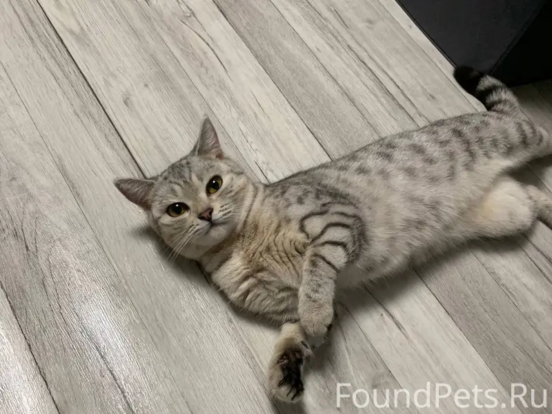 Найдена кошка в районе садика ...