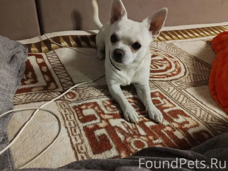 Убежала собака с синим поводко...