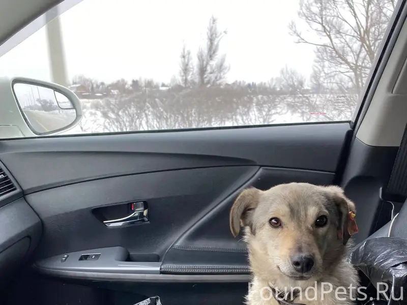 ❗Найдена собака ❗ 04 января на...