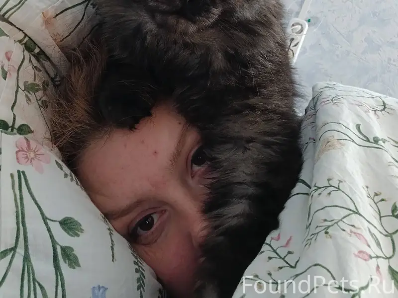 Пропал кот, крупный и пушистый...