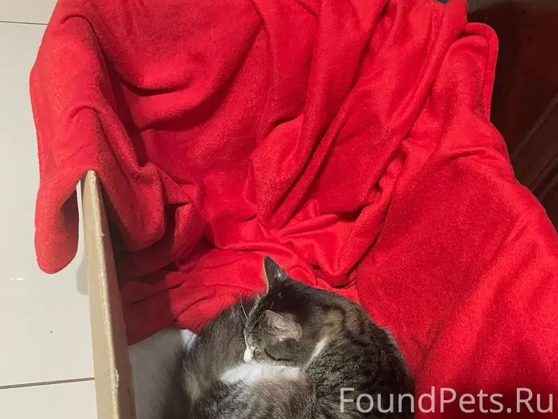 Добрый вечер. Вчера была найде...