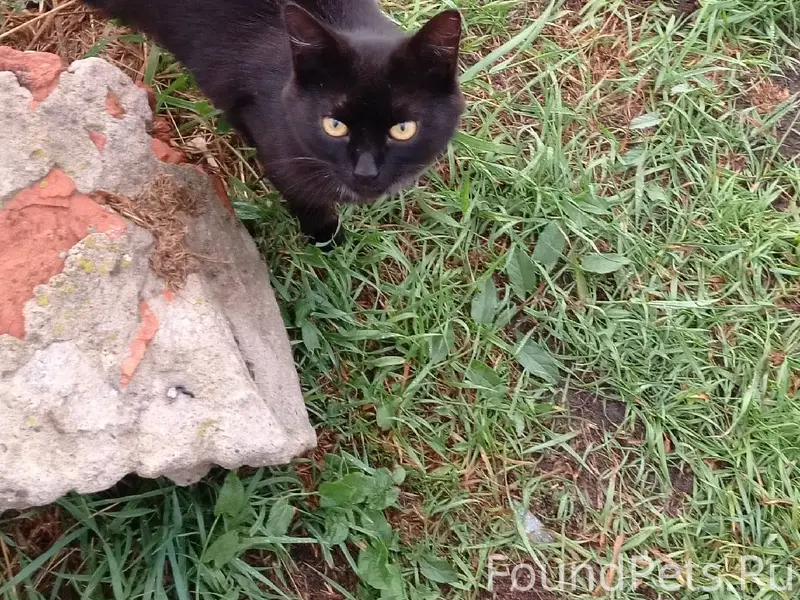 Пропал кот зовут Мурзик если к...