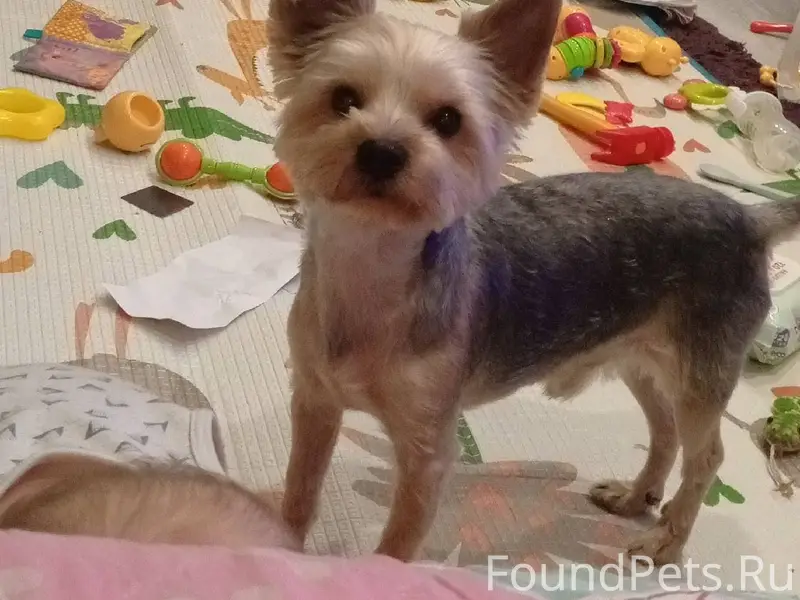 Потерялась собака Йорк район а...