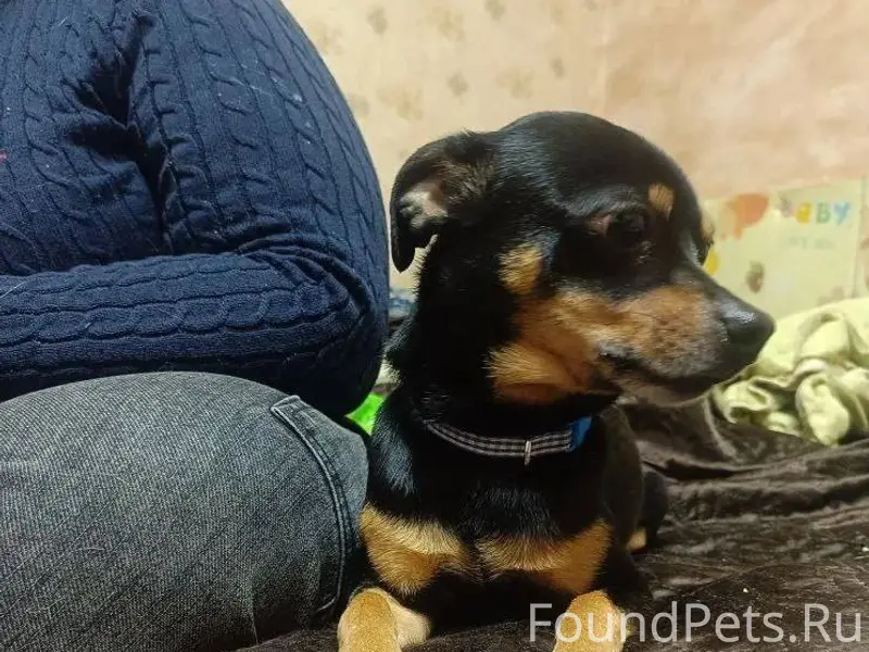 Найден пёс. Город Оренбург, пр...