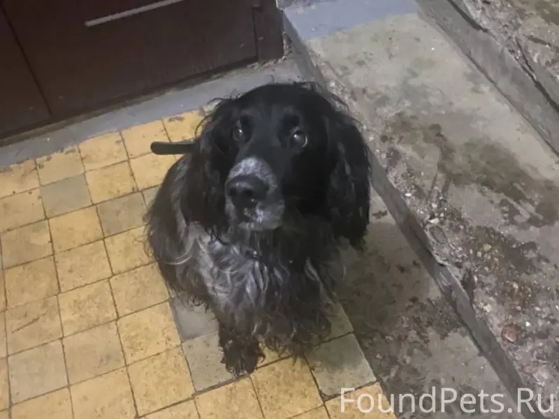 Чья Собака?!!!Кто потерял????б...