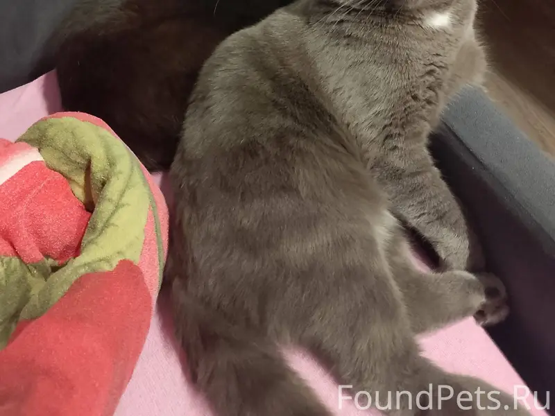 Пропала кошка, чёрная. Домашня...