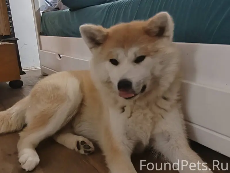 04.01.2025 около оз. Свирь...