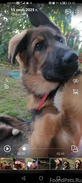Пропала собака крупная ещё щен...