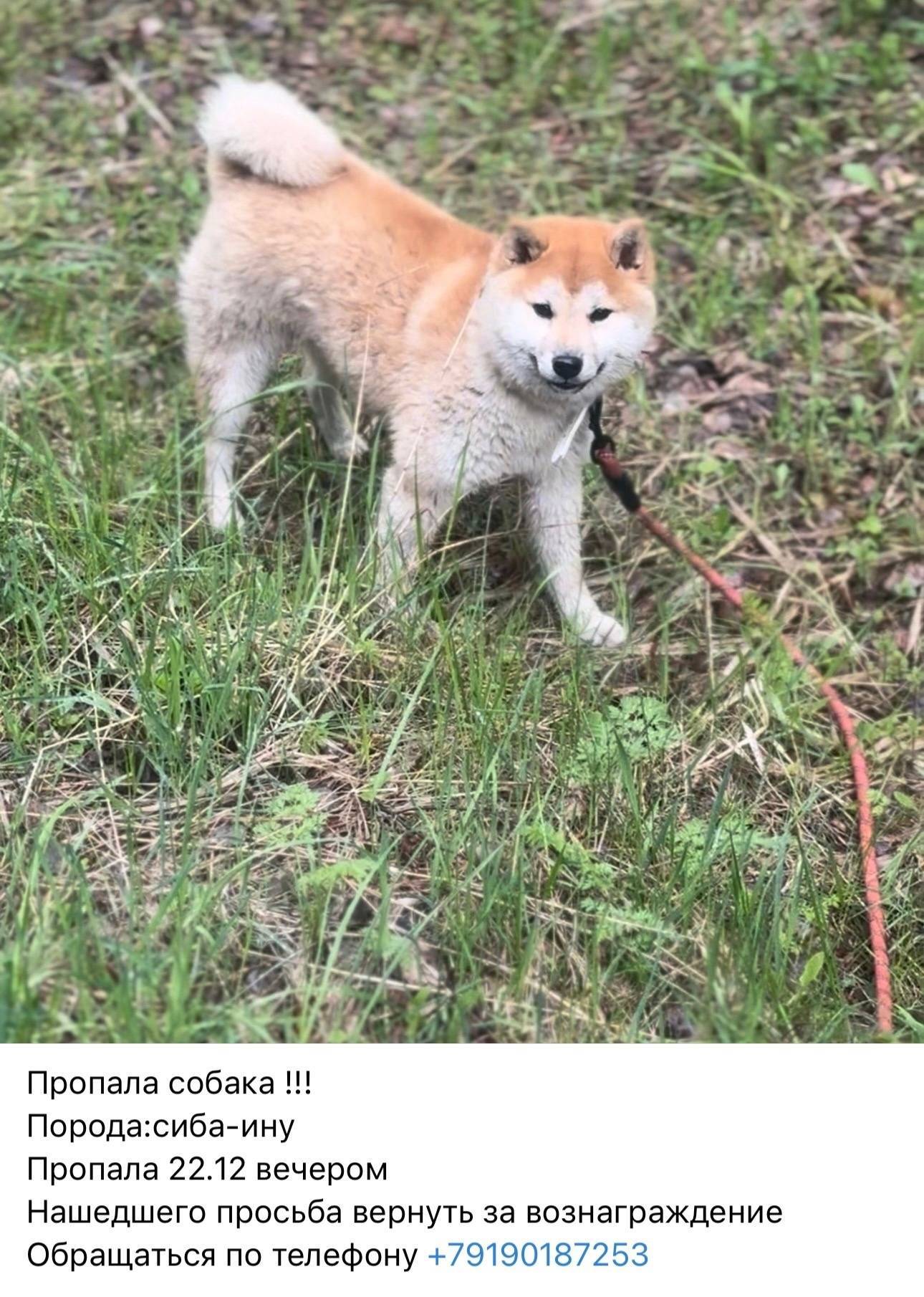 Пропала собака если кто то вид...