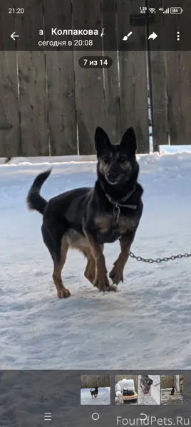 Пропала собака. В районе авари...