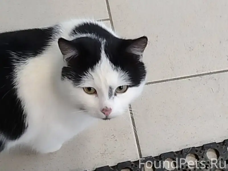 ****** Пропал кот кличка Гоня❤...