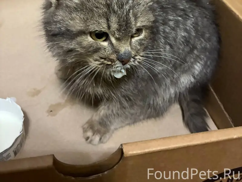 Найден котенок в селе Ермолаев...