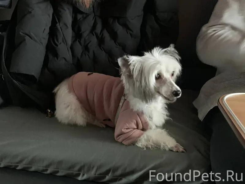 ‼️‼️ПРОПАЛА СОБАКА КОЗЛОВА 9 А...