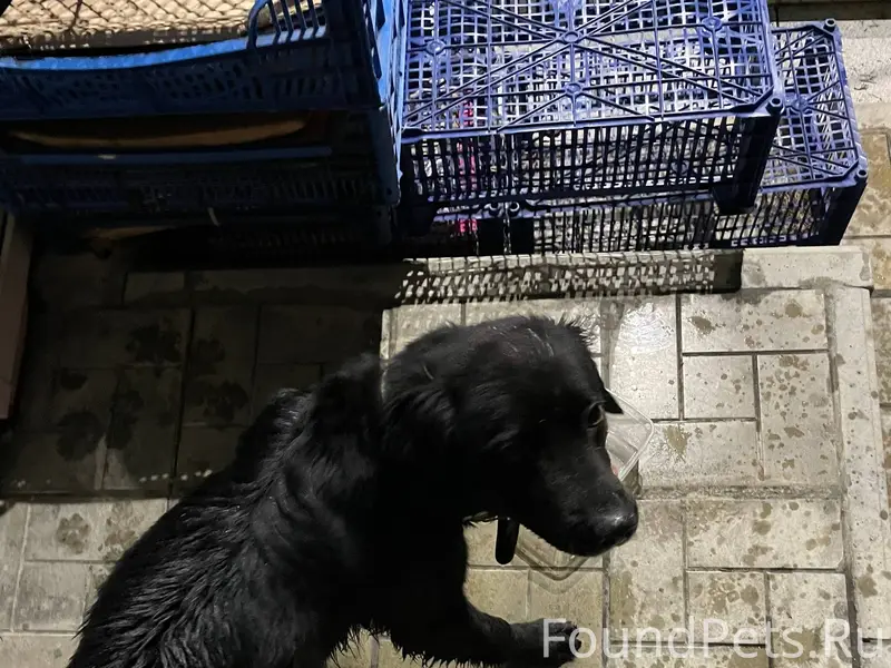 Всем привет) Бегает пес на ост...