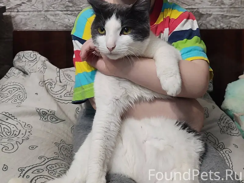 Пропал кот 2 января вечером. Г...