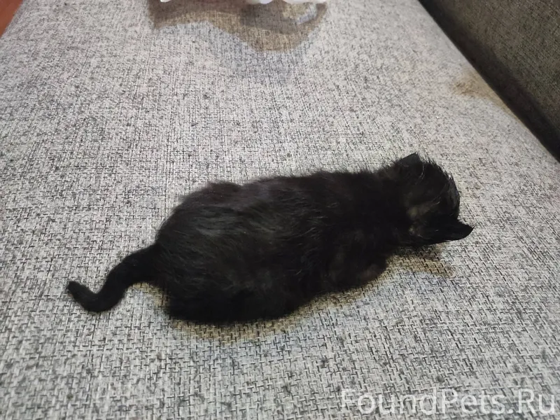 SOS! В мусорном контейнере най...