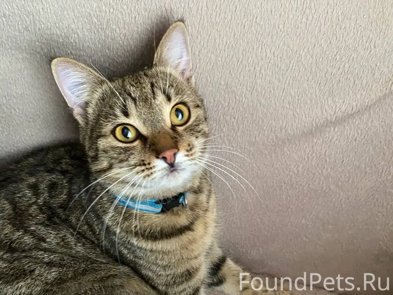 Найден кот в районе Элеватора....