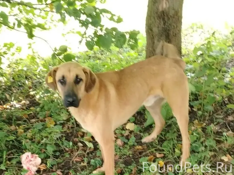 🆘🆘🆘Сбежал пес с передержки ряд...