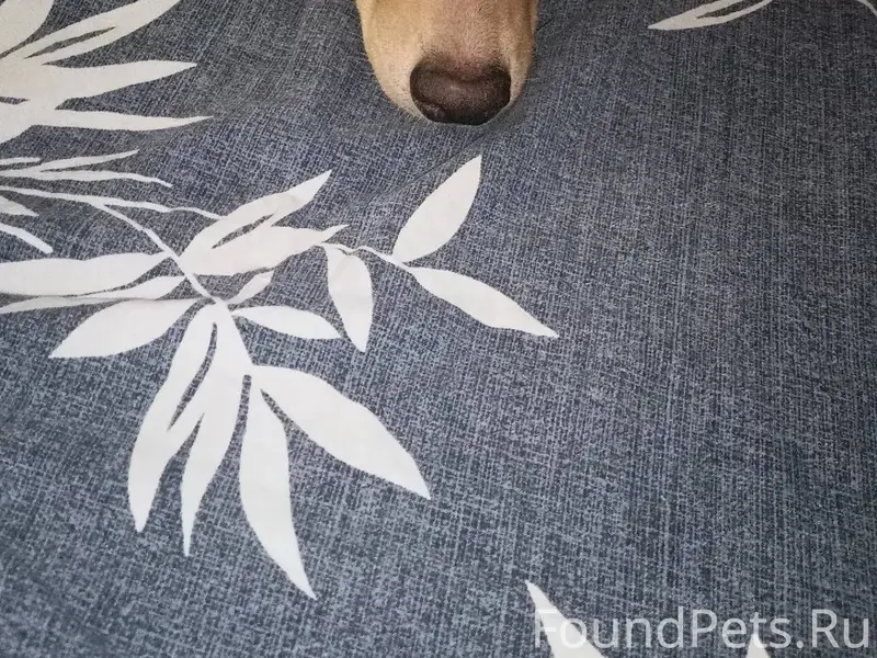 27.12 убежала собачка, возраст...