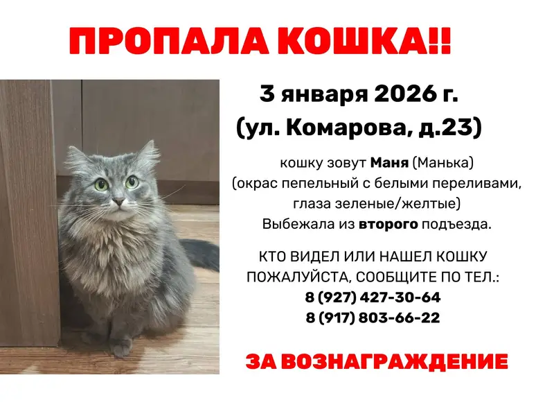 Пропала домашняя кошка. Выбежа...