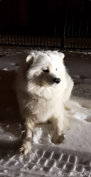 Помогите пожалуйста найти соба...