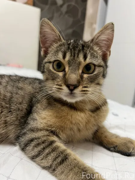 Ищут дом нежные лапки и любопы...