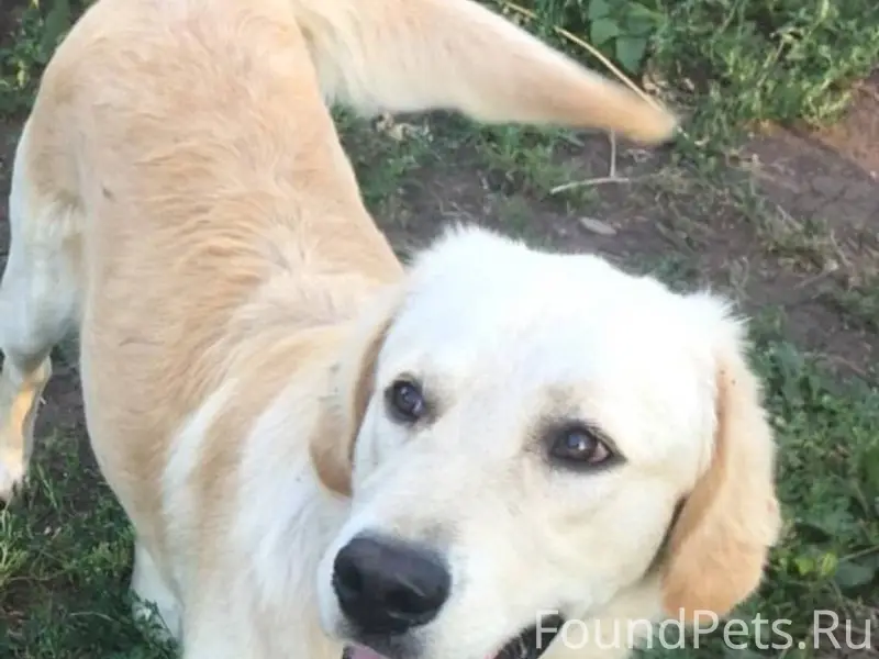 Потерялся пес на поселке Волко...