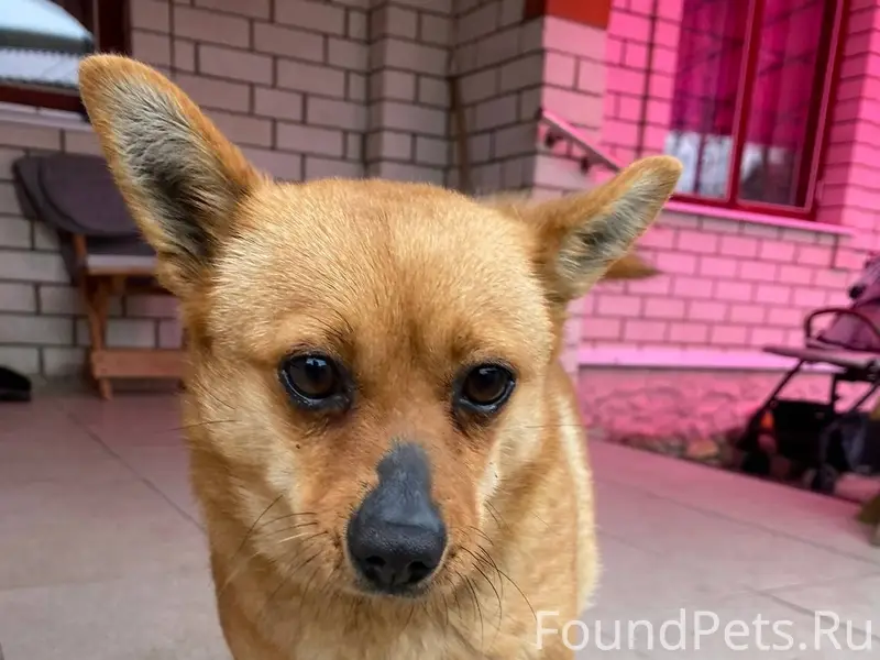 Пропала собака по кличке Феня,...