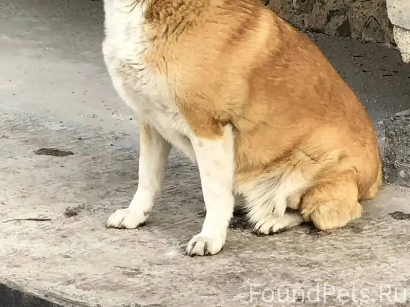 ❗❗❗Ключи❗❗❗ Пропала Люся 🐶 дне...