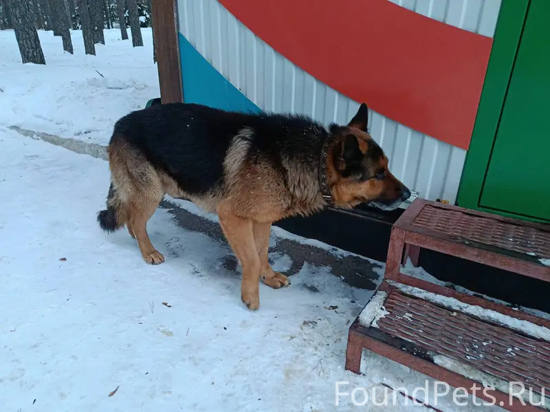 В Юности бродит собака с ошейн...