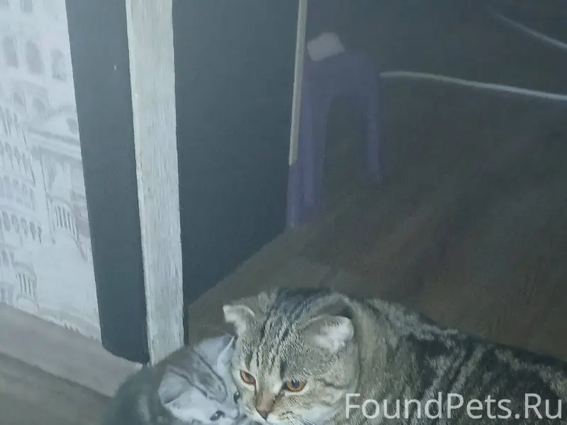 ПРОПАЛА КОШКА!!!В районе улицы...