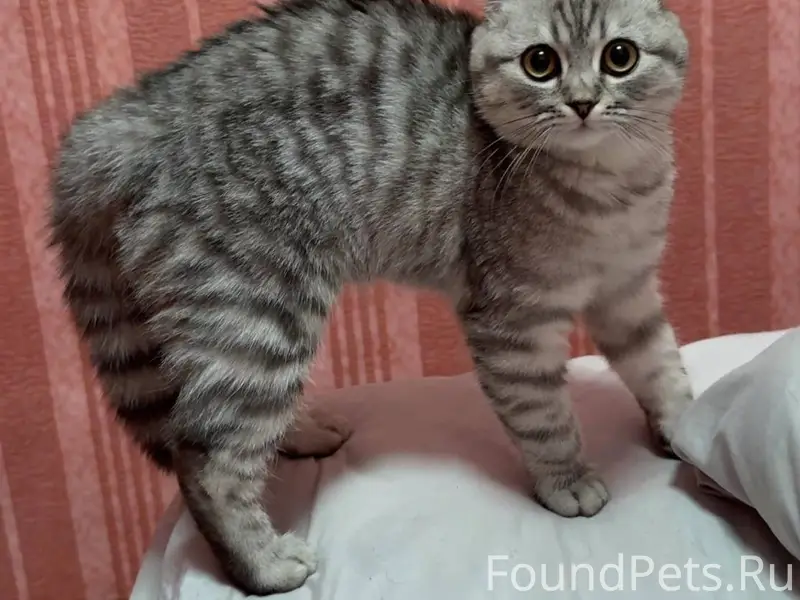 Пропал кот, в районе пансионат...