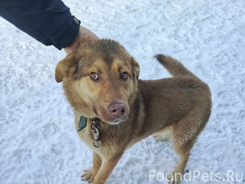 Чей убежал пёс? Не даёт выйти....