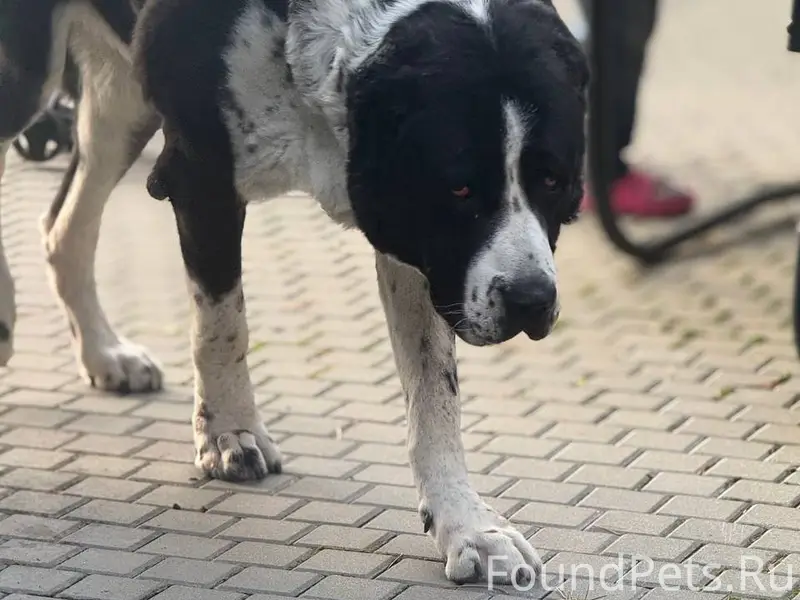 Потерялись 2 собаки в Родниках...