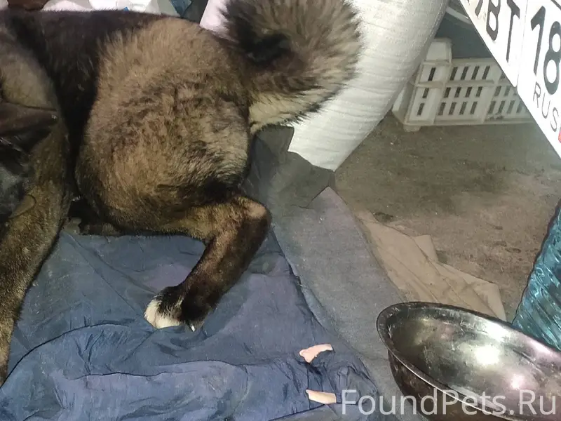 Найдена собака, хозяева позвон...