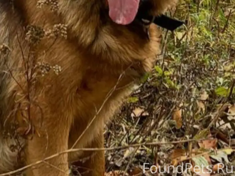 ВНИМАНИЕ !!!!!!! Пропала собак...