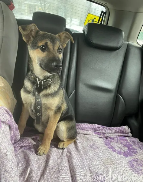 Пропала собака ( или украли) ,...