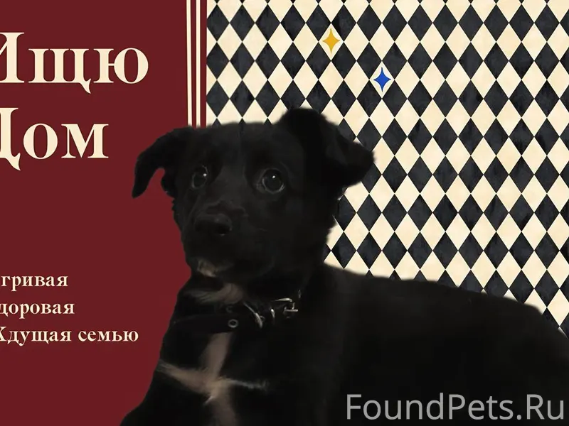 📣Ласковая девочка по имени "Пя...